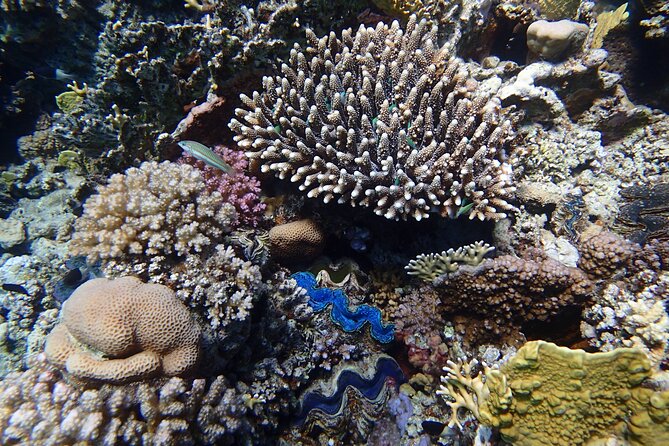 Abu Dabbab Beach Full Day Trip with Turtles - What the $65 price really covers