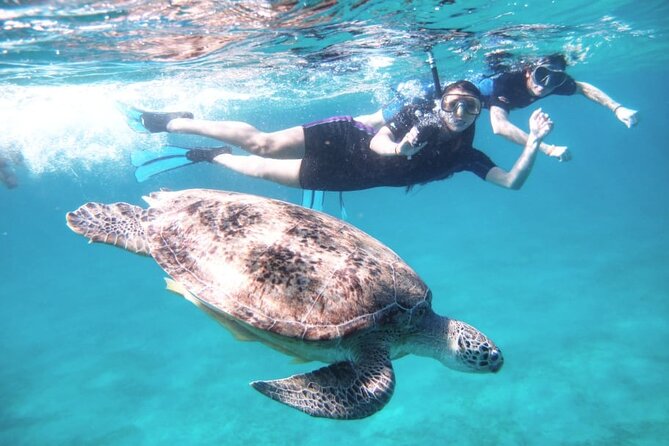 Abu Dabbab Beach Full Day Trip with Turtles - Who will enjoy this Abu Dabbab day