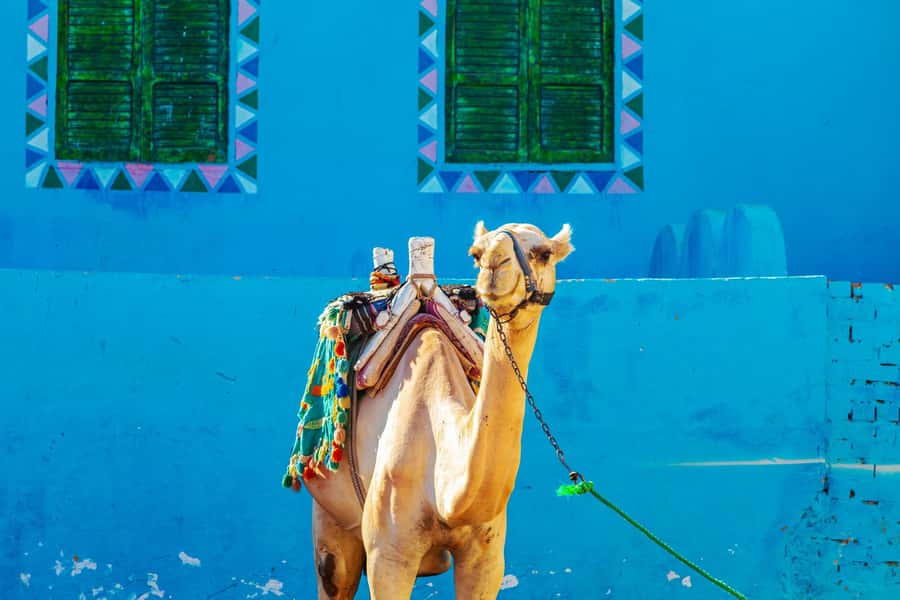 Aswan: Nubian Village Day Trip with Camel Ride - The camel ride through colorful village streets