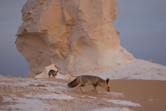 Black and White Desert and Bahariya Oasis Tour 2 Days 1 Night - From Cairo to Bahariya Oasis at 7:00 a.m.