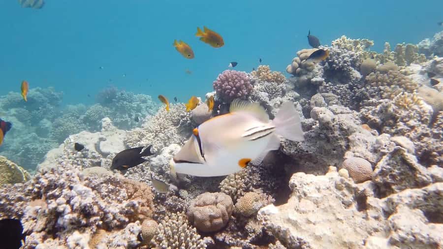 Cairo: Ain Sokhna Snorkeling cruise & optional transfer - Should you book the Jabal el Sakka cruise?