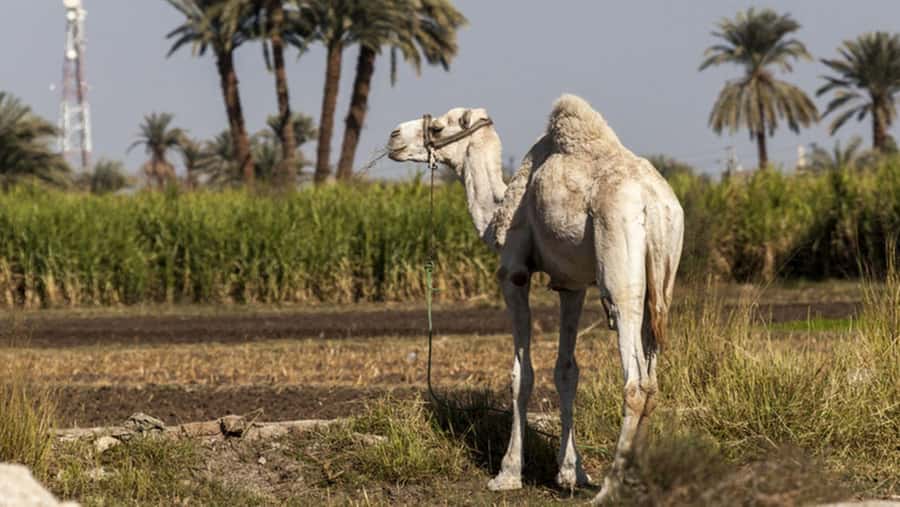 Cairo: Fayoum, Wadi El Rayan, and Wadi al Hitan 4x4 Tour - Wadi al Hitan and the ancient sea beneath your feet