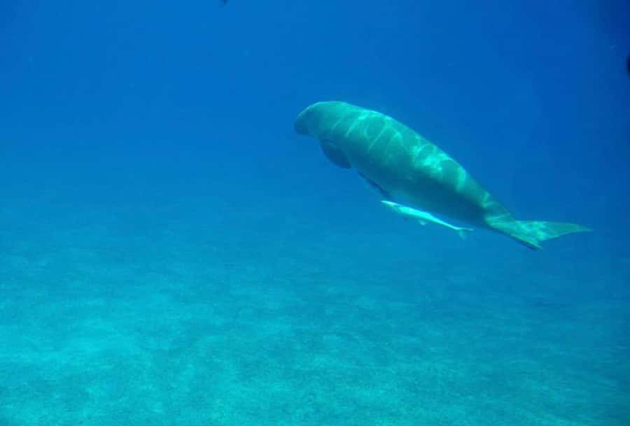 Dahab: luxury Snorkeling cruise with buffet lunch - Hygiene and service on board