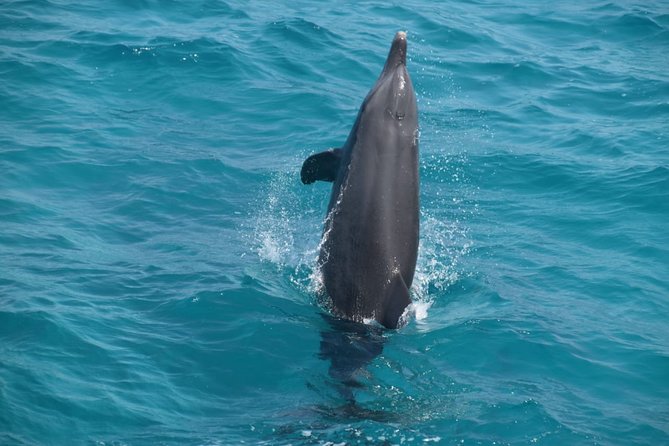 Dolphin House and Banana Boat Fun from Hurghada - Practical tips for a smoother day