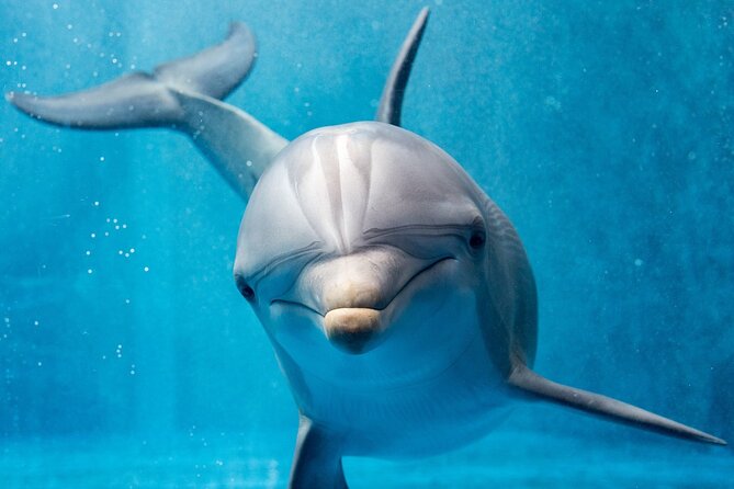 Dolphin House By Private Speed Boat & Drinks & Transfer-Hurghada - Setting out from Hurghada at 8:00 am