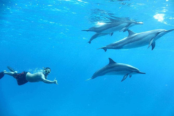 Dolphin House By Private Speed Boat & Drinks & Transfer-Hurghada - Drinks, deck time, and extra activities