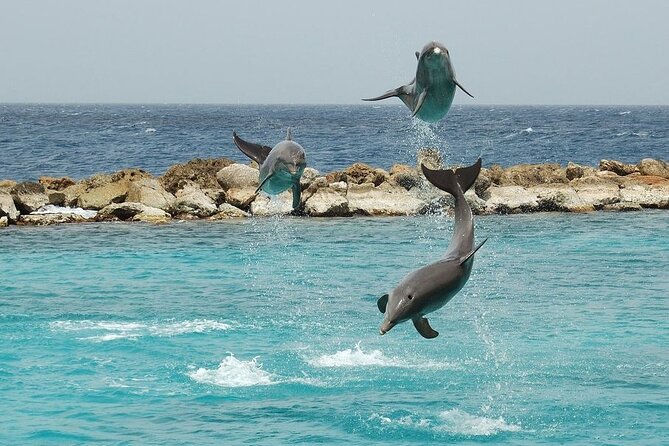 Dolphin House By Private Speed Boat & Drinks & Transfer-Hurghada - What the $50 price includes