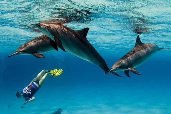 Dolphin House By Private Speed Boat & Drinks & Transfer-Hurghada - Who will get the most from this outing