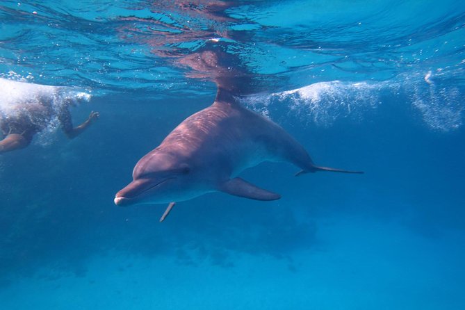 Dolphin House Royal Sea Trip Water Sports W/Transfer - HURGHADA - What the Dolphin House day is really like