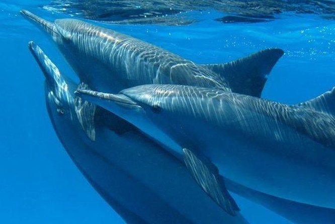 Dolphin House Royal Sea Trip Water Sports W/Transfer - HURGHADA - The boat ride to Dolphin House