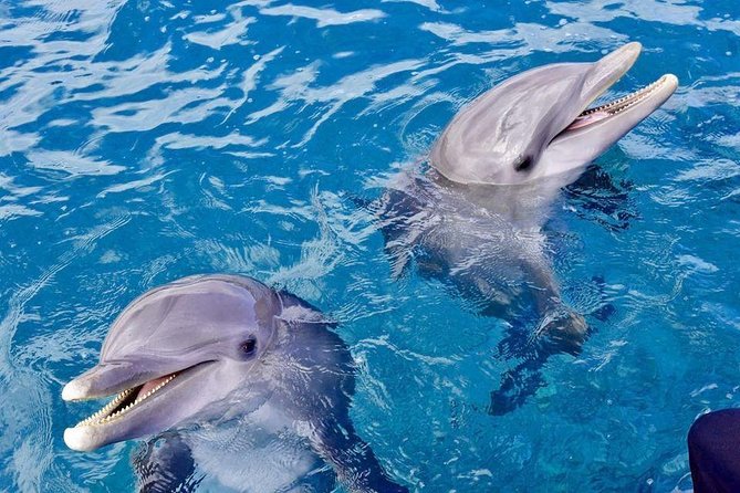 Dolphin House Royal Sea Trip Water Sports W/Transfer - HURGHADA - Banana boat and quadra rides add a playful break