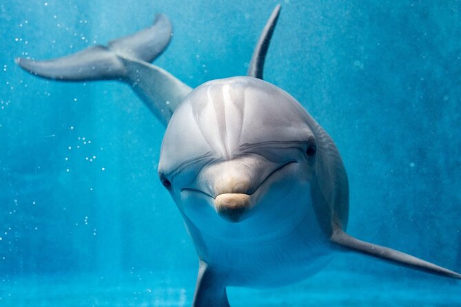 Dolphin House Royal Sea Trip Water Sports W/Transfer - HURGHADA - Lunch, fruit, and time to rest