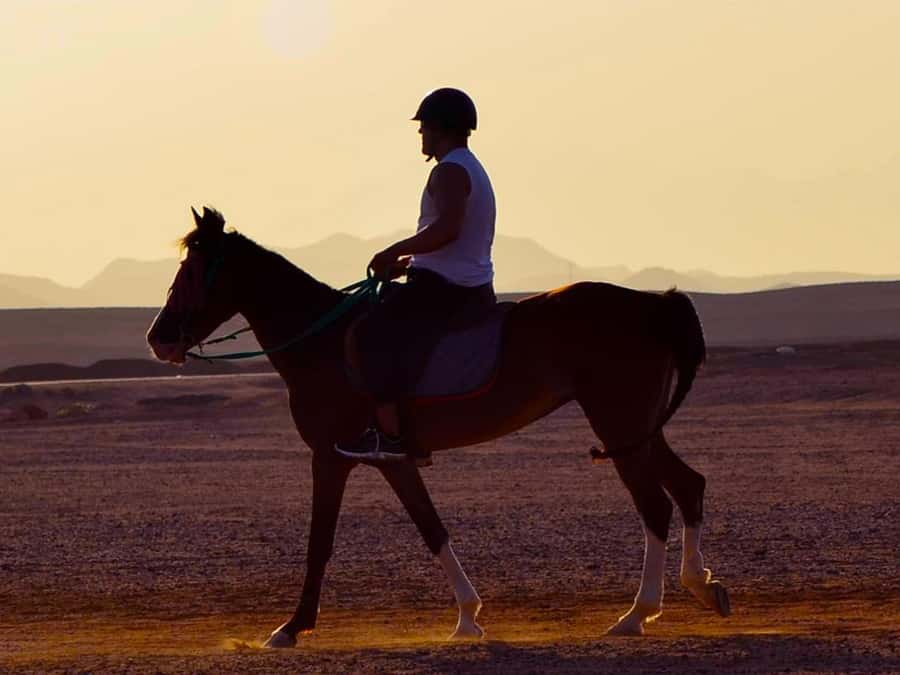 El Gouna: Desert & Sea Horse Riding With Swimming Optional - Key points at a glance