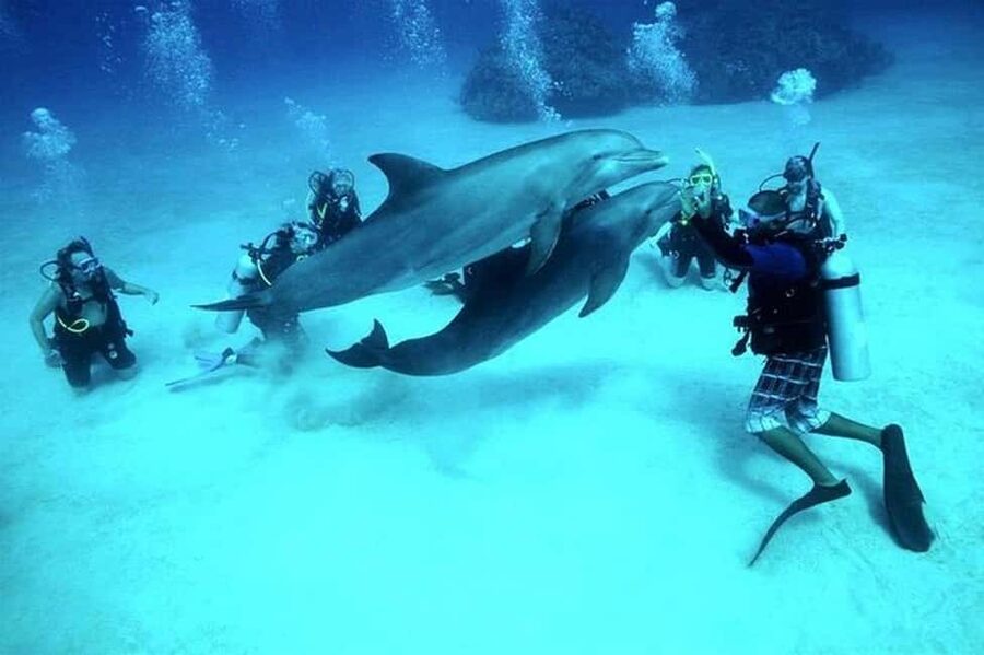 El Gouna Lagoon, Diving with Dolphin, Snorkeling & Lunch - Key points to know before booking