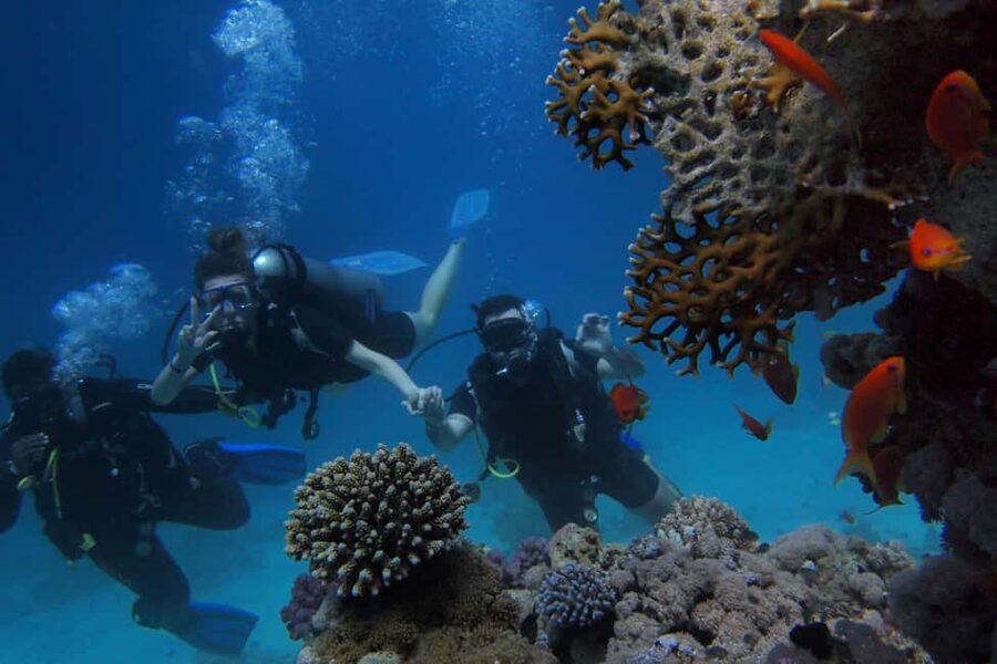 El Gouna Lagoon, Diving with Dolphin, Snorkeling & Lunch - What the $56 price really covers