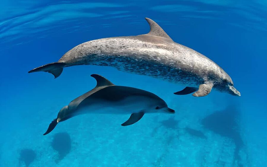El Gouna Lagoon, Diving with Dolphin, Snorkeling & Lunch - Who will enjoy this day most