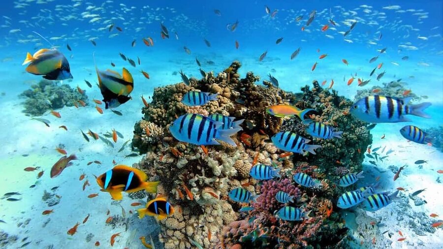 El Gouna Lagoon, Diving with Dolphin, Snorkeling & Lunch - Practical preparation for a smoother day
