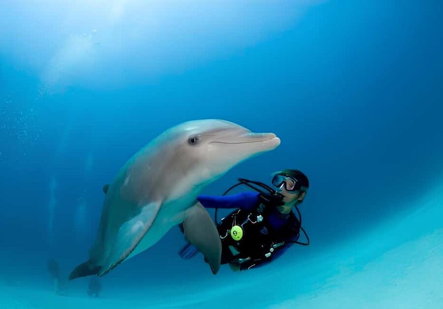 El Gouna Lagoon, Diving with Dolphin, Snorkeling & Lunch - Should you book the El Gouna dolphin trip?
