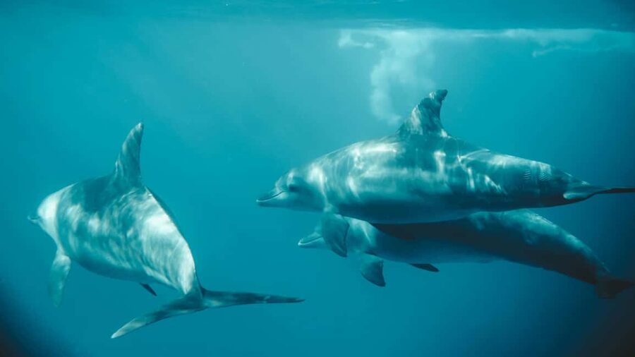 El Gouna Lagoon, Diving with Dolphin, Snorkeling & Lunch - Snorkeling, coral, and the optional underwater session