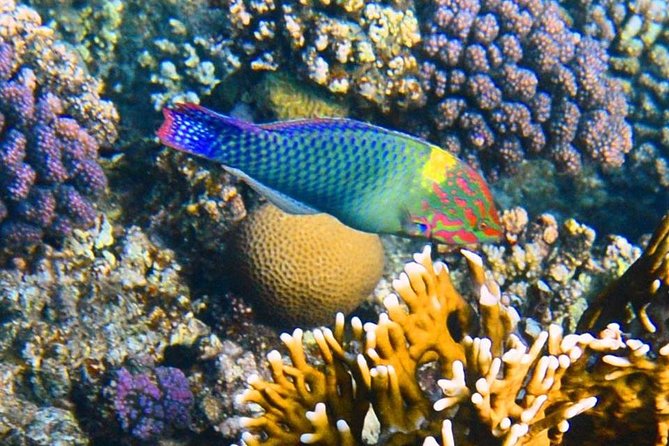 Excursion to the White Island & Ras Mohammed National Park from Sharm El Sheikh - A boat day with room to relax