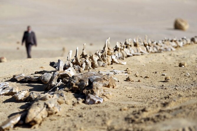 Fayoum 4x4 Safari Adventure, Sandboarding, Lunch, Felucca - Sandboarding in Fayoum is easy to try, hard to master