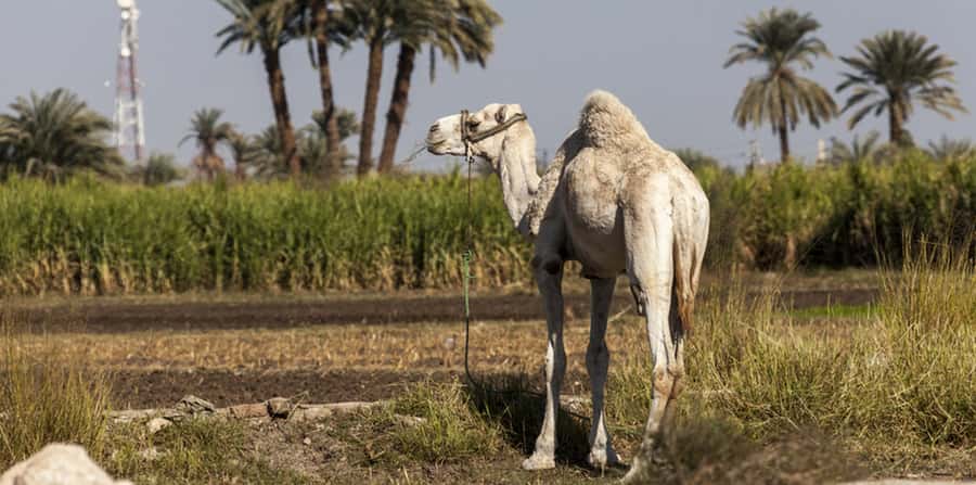 From Cairo: Fayoum Oasis and Wadi Al Rayan Guided Tour - What the private vehicle is really worth