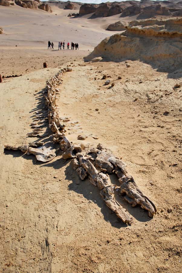 From Cairo: Full-Day Tour to El Fayoum - Guides, drivers, and the feel of a private group