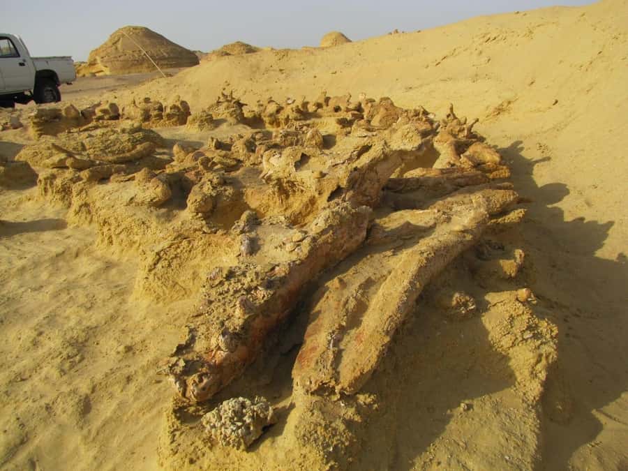 From Cairo: Full-Day Tour to El Fayoum - Wadi Al Hitan and the Valley of the Whales