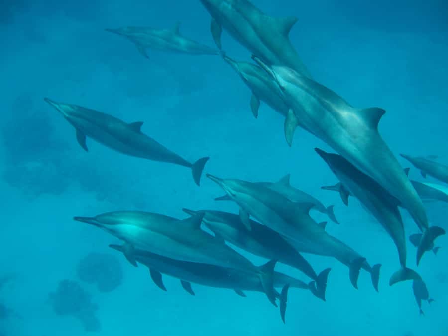 From Hurghada: Hula Hula Island Speedboat Tour with Dolphins - Hula Hula Island for sand and swimming