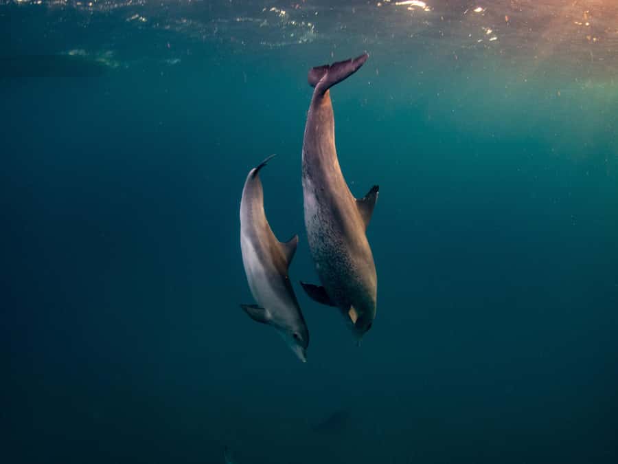 From Hurghada: Hula Hula Island Speedboat Tour with Dolphins - Shared boat or private speedboat?