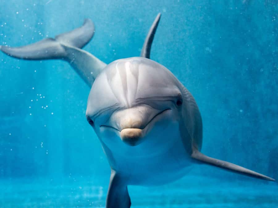 From Hurghada: Paradise Island Speedboat Tour with Dolphins - A Red Sea day built around dolphins and islands