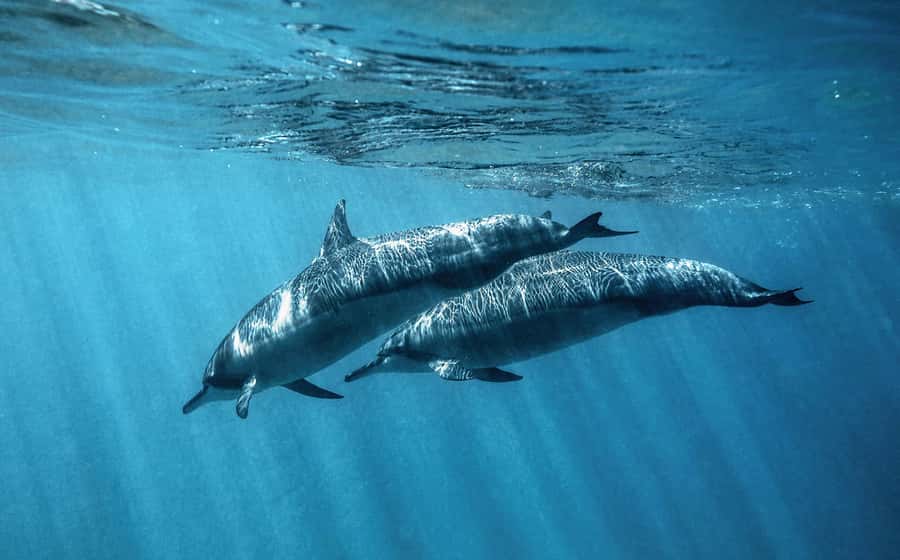 From Hurghada: Paradise Island Speedboat Tour with Dolphins - What the crew adds to the experience