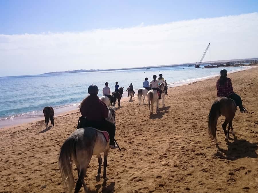From Hurghada: Red Sea Sunrise and Desert Horseback Riding - Who should book this experience?