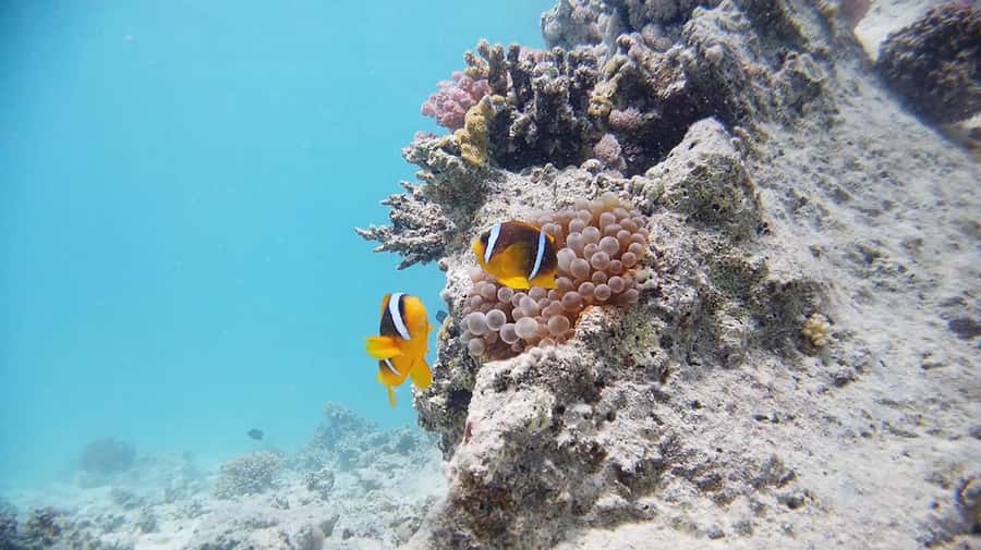 From Sharm: Luxury Diving cruise to Ras Mohammed with Lunch - A second reef stop and lunch aboard