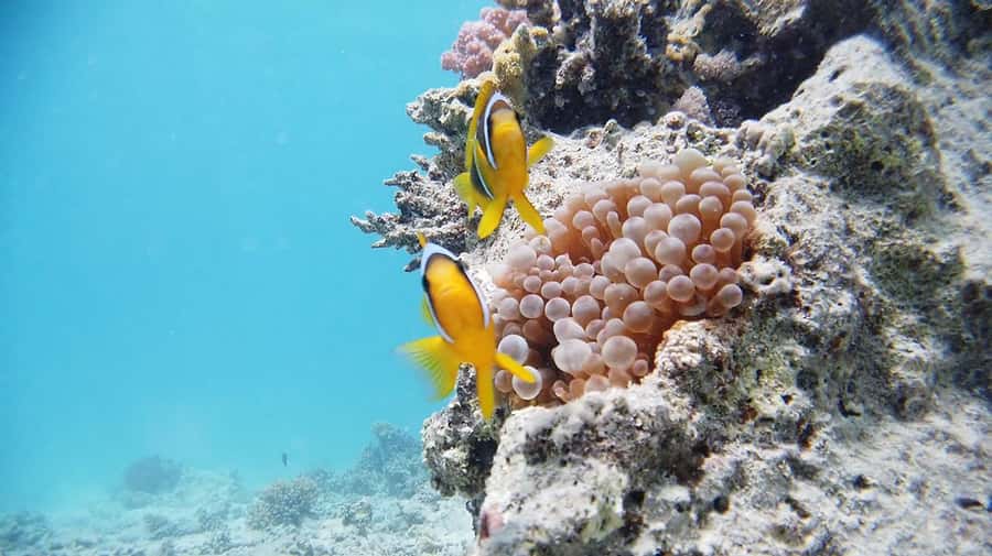 From Sharm: Luxury Diving cruise to Ras Mohammed with Lunch - From hotel pickup to the marina