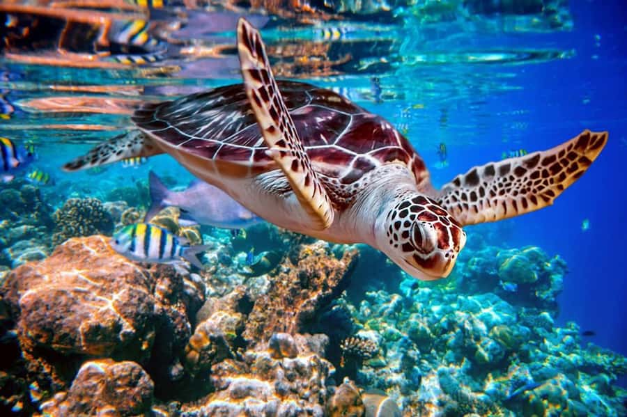 From Sharm: Ras Mohammed snorkeling cruise & optional diving - Key points to know before booking