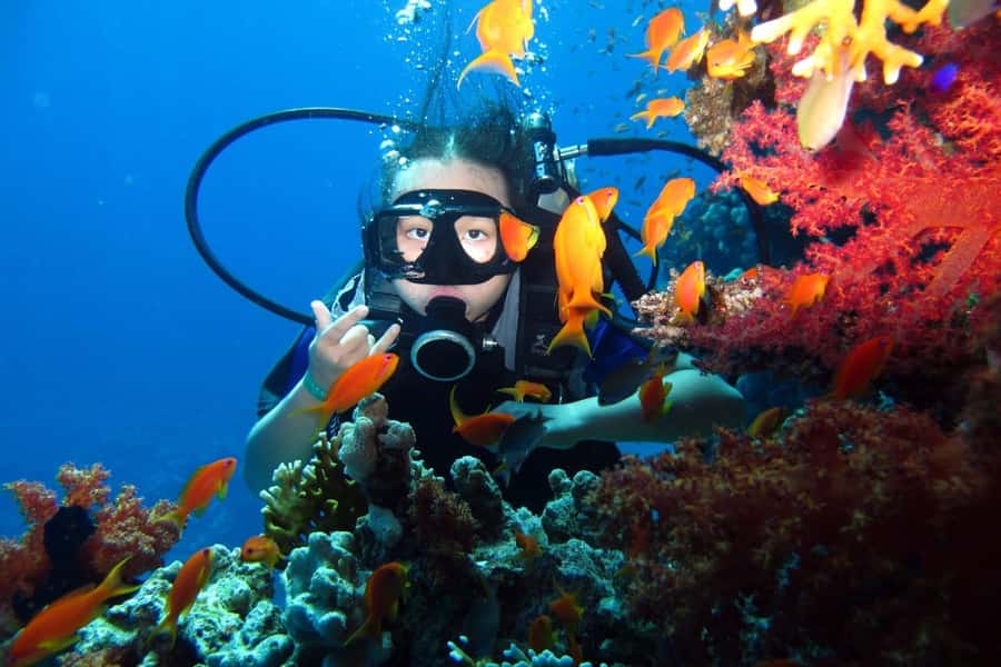 From Sharm: Ras Mohammed snorkeling cruise & optional diving - Marine life viewing and the possible White Island visit