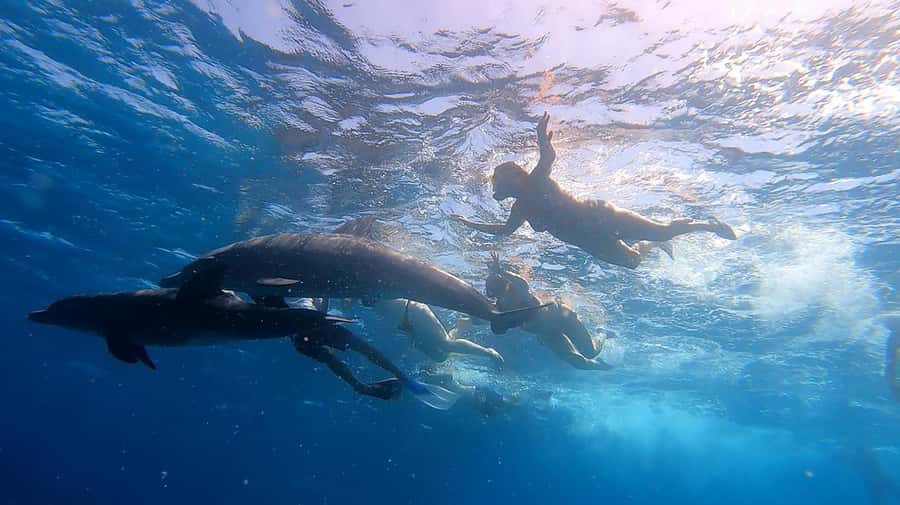 From Sharm: White Island and Ras Mohamed Snorkeling Trip - What to pack and how to plan the day
