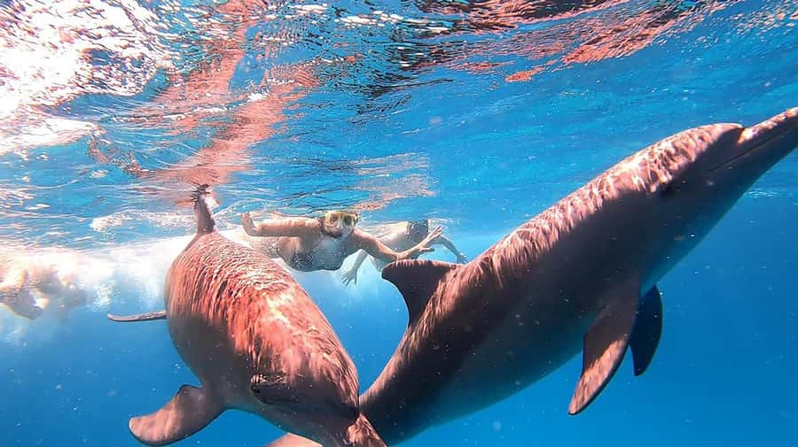 From Sharm: White Island and Ras Mohamed Snorkeling Trip - The return cruise and the pace of the day