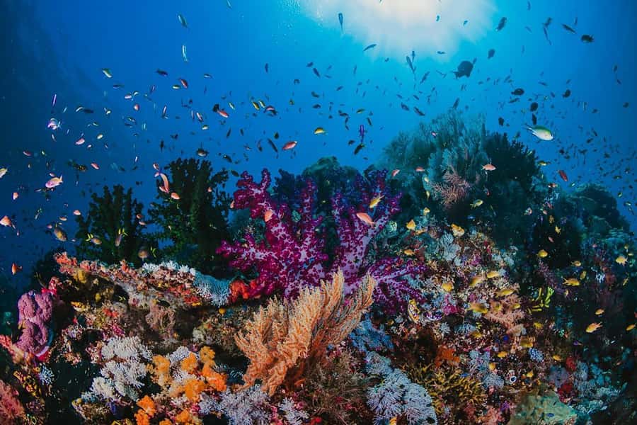 From Sharm: White Island and Ras Mohamed Snorkeling Trip - Who will get the most from this excursion