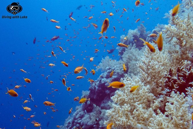 Full day diving with private guide, lunch drinks transportation - Luka’s private approach