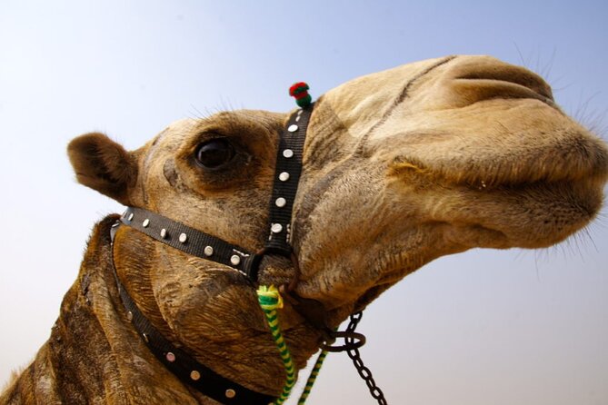 Full day tour Giza Pyramids Sphinx &Lunch and Shopping tour - What the $32 price really buys you