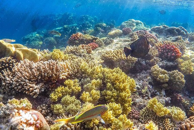 Full Relaxing Day To The Red Sea From Cairo Or Giza Hotel - Optional activities cost extra
