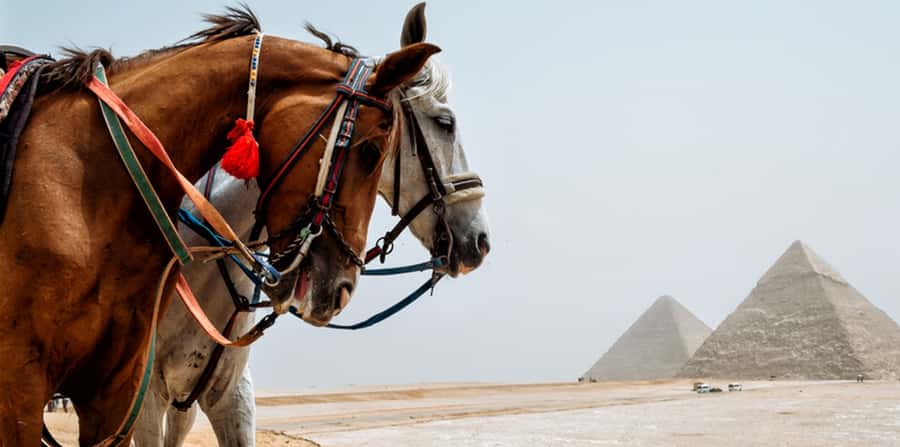 Giza: Arabian Horse Tour Around the Giza Pyramids - Who should book this Giza horse tour?