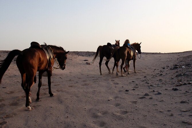 Horseback Riding with Pickup and Drop-off from Sharm El Sheikh - Why the two-hour option is worth considering