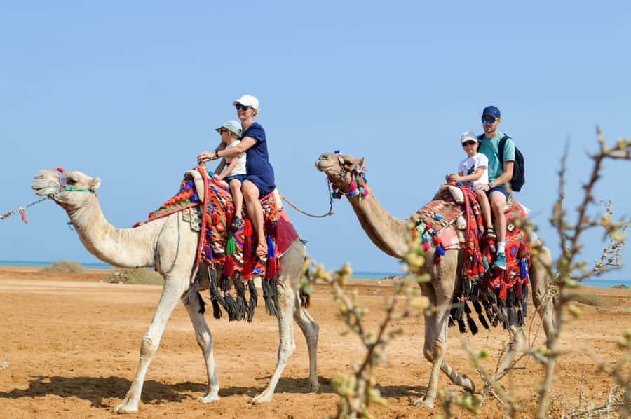 Hurghada: 1-Hour Desert & Beach Camel Ride with Transfers - Starting at Lucky Horses Stable