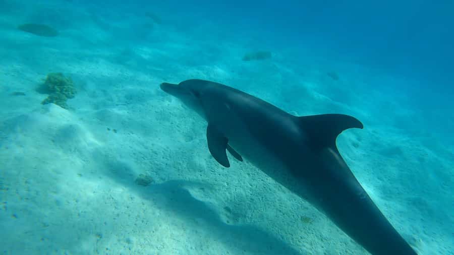 Hurghada: 3 Islands, Dolphins & Snorkel Yacht Trip w/ Lunch - Orange Bay and its Caribbean-style setting
