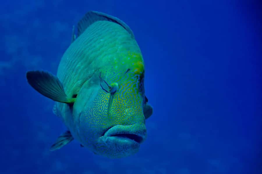 Hurghada: 3 Islands, Dolphins & Snorkel Yacht Trip w/ Lunch - Giftun Island snorkeling and the best underwater time