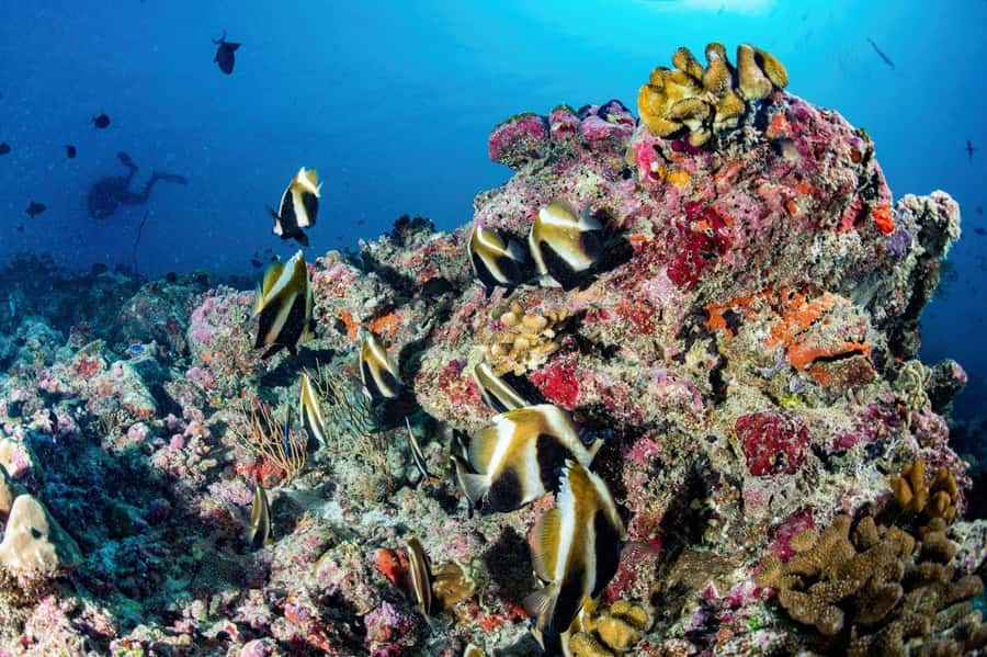 Hurghada: 3 Islands, Dolphins & Snorkel Yacht Trip w/ Lunch - Seafood lunch, breakfast, and the onboard rhythm