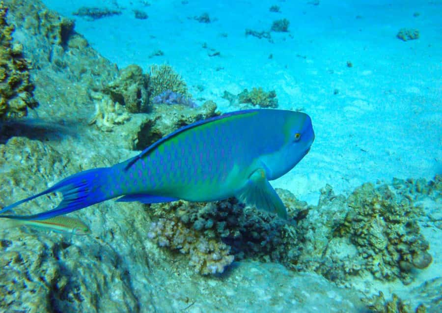 Hurghada: 3 Islands, Dolphins & Snorkel Yacht Trip w/ Lunch - Magawish Island and the second snorkeling stop